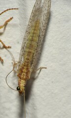 Eremochrysa punctinervis