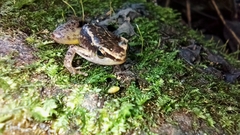 Colostethus ruthveni