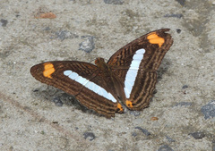 Adelpha iphiclus