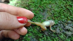 Colostethus ruthveni