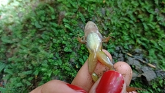 Colostethus ruthveni