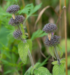 Clinopodium vulgare