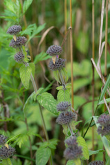 Clinopodium vulgare