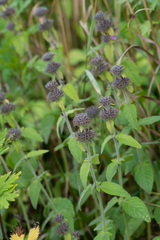 Clinopodium vulgare