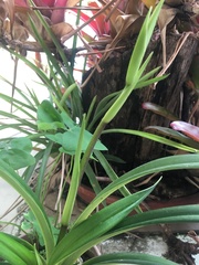 Phragmipedium longifolium