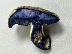 Gyroporus cyanescens