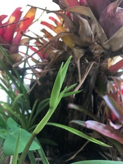 Phragmipedium longifolium