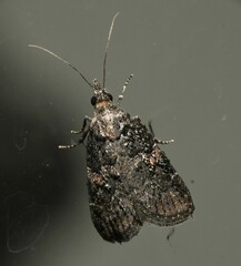 Satole ligniperdalis