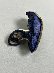 Gyroporus cyanescens