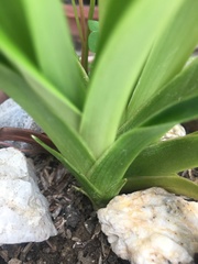 Phragmipedium longifolium