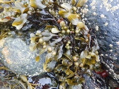 Fucus vesiculosus