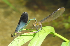 Matrona basilaris