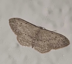 Idaea seriata