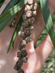 Melaleuca viminalis