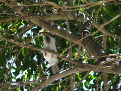 Entomyzon cyanotis