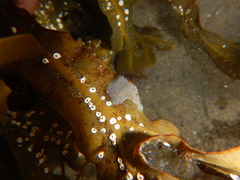 Membranipora membranacea