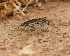 Ellipsoptera sperata