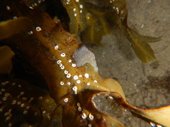 Membranipora membranacea