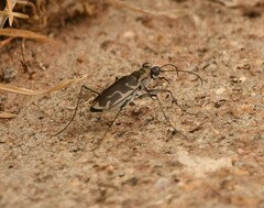Ellipsoptera sperata
