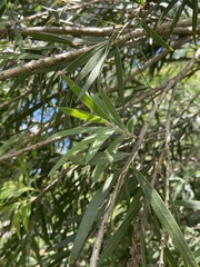 Melaleuca viminalis