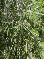 Melaleuca viminalis