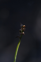 Genoplesium nigricans