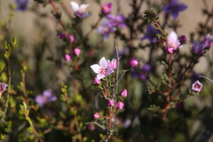 Boronia inornata