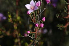 Boronia inornata
