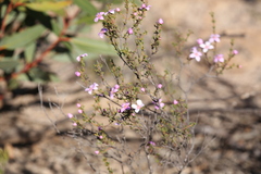 Boronia inornata