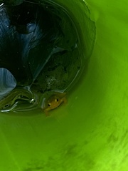 Anomaloglossus beebei