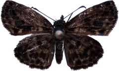 Gorgythion begga begga