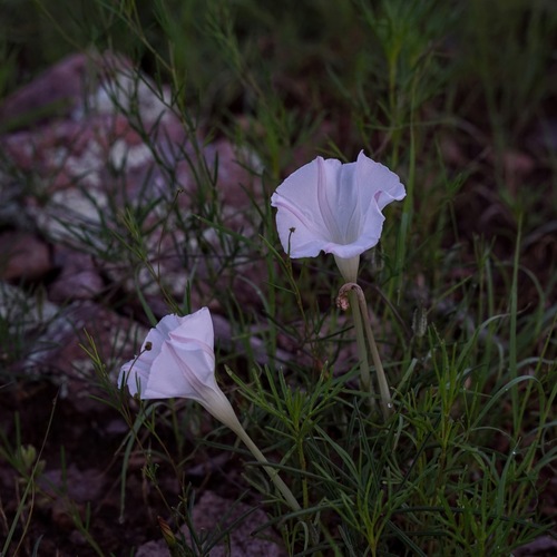 Image of Ipomoea tenuiloba by (c) Andrew Tree, some rights reserved (CC BY)