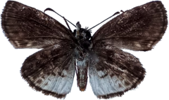 Gorgythion begga begga