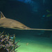 Sawfishes - Photo (c) Giverny, some rights reserved (CC BY-NC)