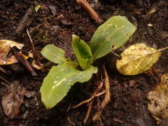 Stenorrhynchos speciosum