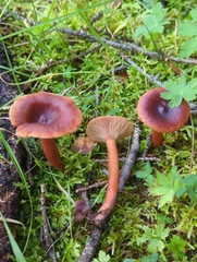 Lactarius badiosanguineus