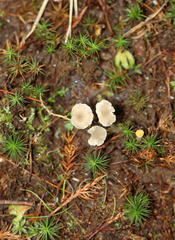 Hydropus praedecurrens