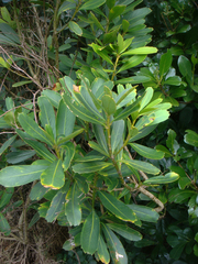 Pseudopanax chathamicus