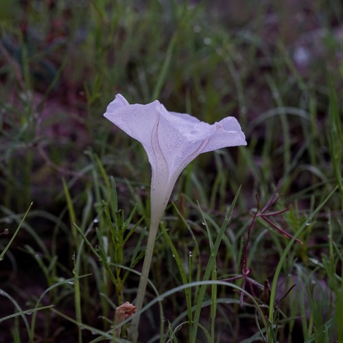 Image of Ipomoea tenuiloba by (c) Andrew Tree, some rights reserved (CC BY)
