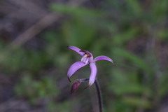 Caladenia hirta rosea