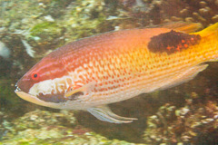 Tarry Hogfish photo 4