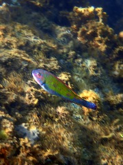 Emerald Parrotfish photo 5