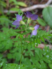 Polemonium apachianum