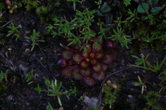 Drosera lowriei