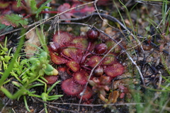 Drosera lowriei