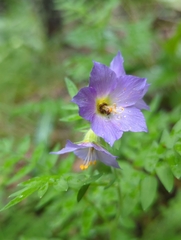 Polemonium apachianum