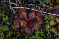 Drosera lowriei