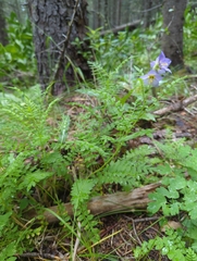 Polemonium apachianum