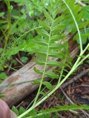 Polemonium apachianum
