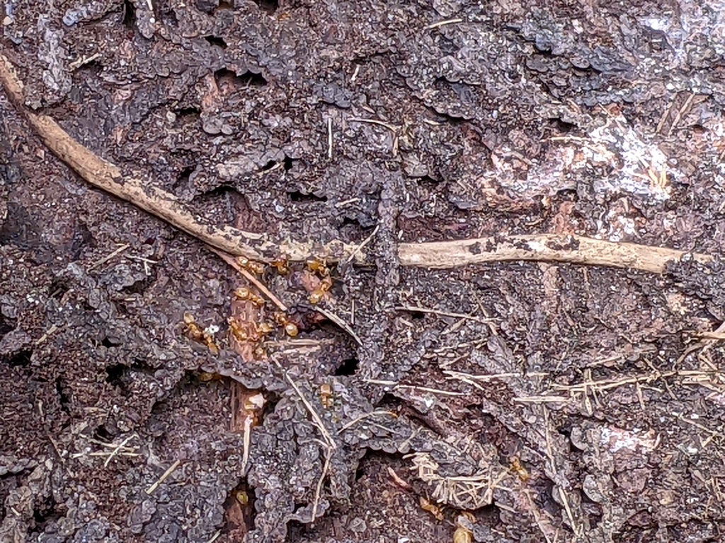 Common Citronella Ant from Port Elgin, ON N0H 2C5, Canada on August 13